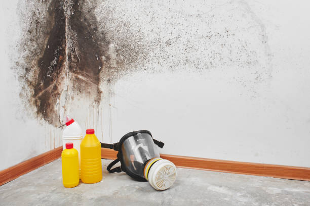 Best Local Mold Removal Service  in Yerington, NV