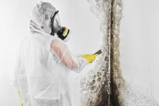 Best Home Mold Removal  in Yerington, NV