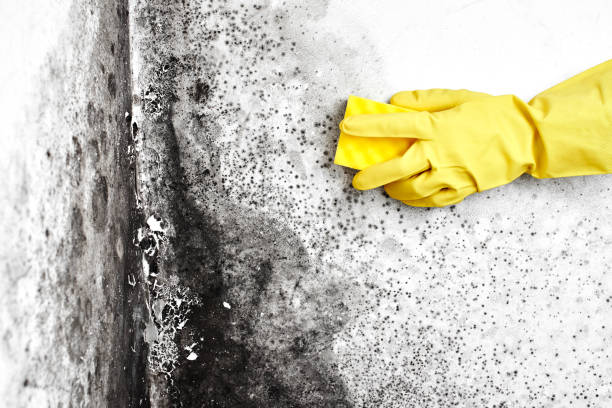 Yerington, NV Mold Removal Company