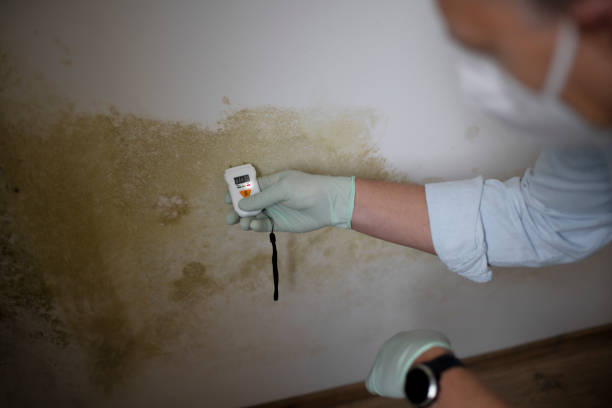 Best Crawl Space Mold Removal  in Yerington, NV