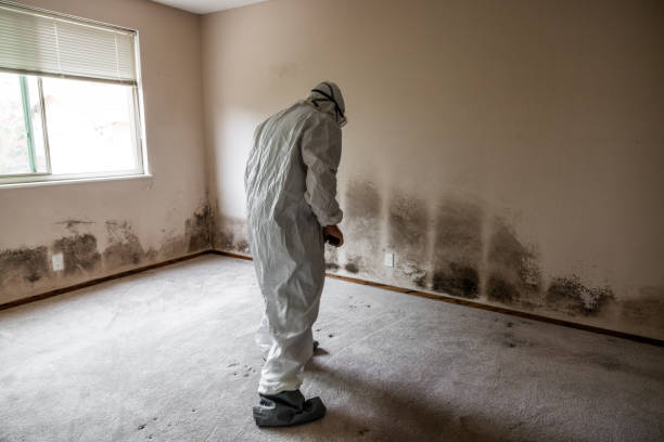 Best Mold Damage Repair  in Yerington, NV