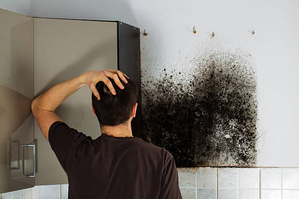 Best Mold Cleaning Services  in Yerington, NV