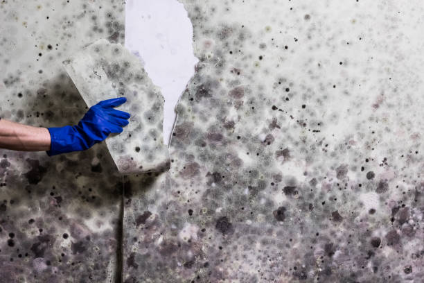 Best Professional Mold Removal  in Yerington, NV