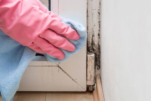 Best Toxic Mold Removal  in Yerington, NV