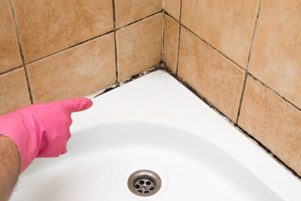 Best Office Mold Removal Services  in Yerington, NV